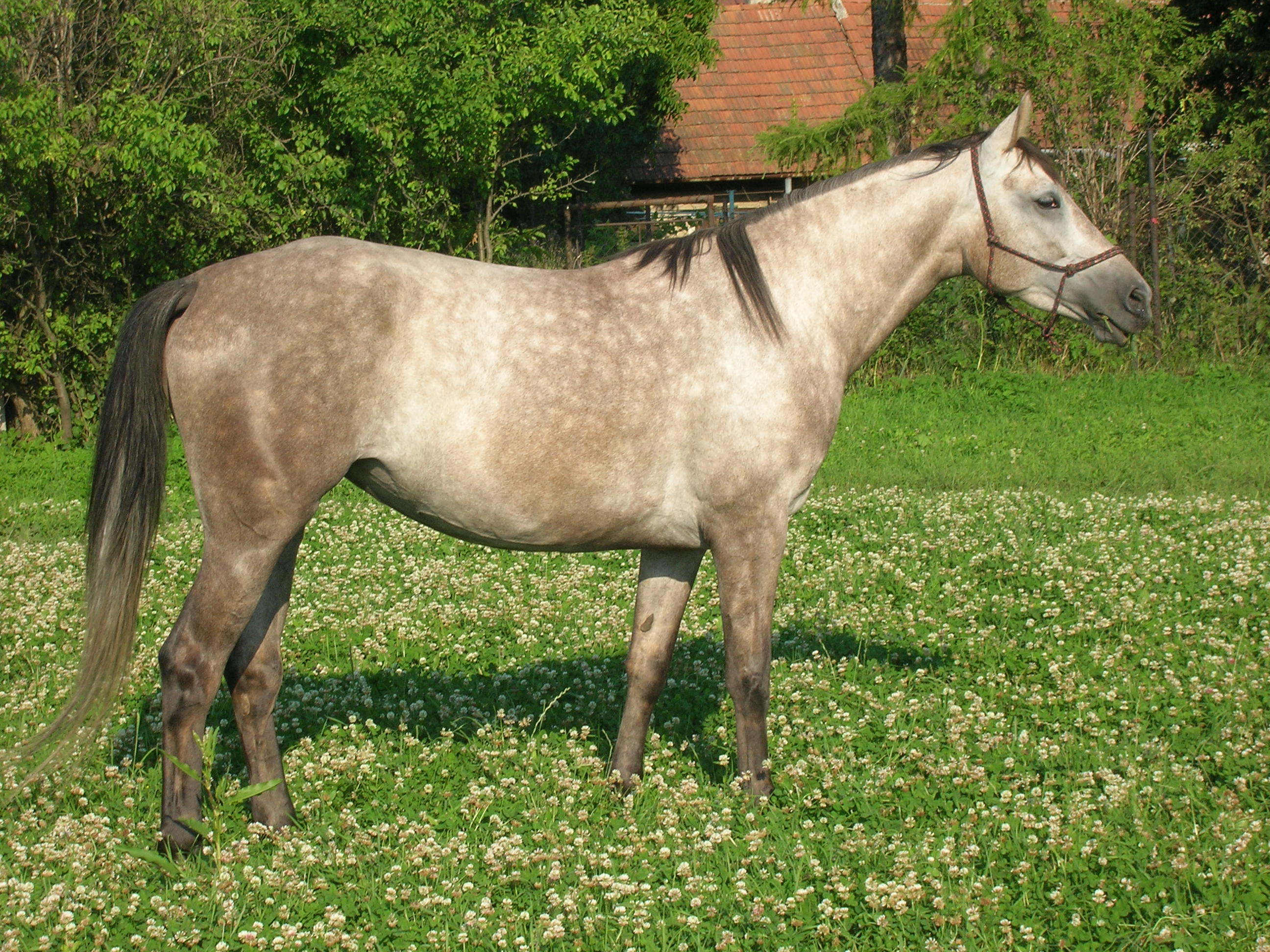 DSCN1466.JPG