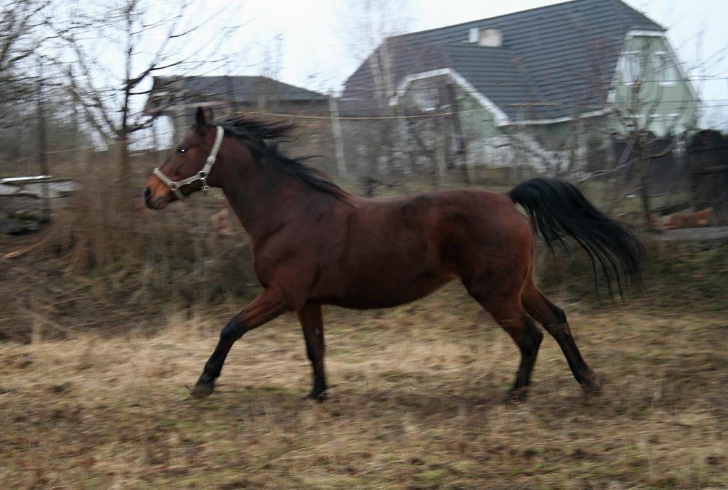 Danča se předvádí