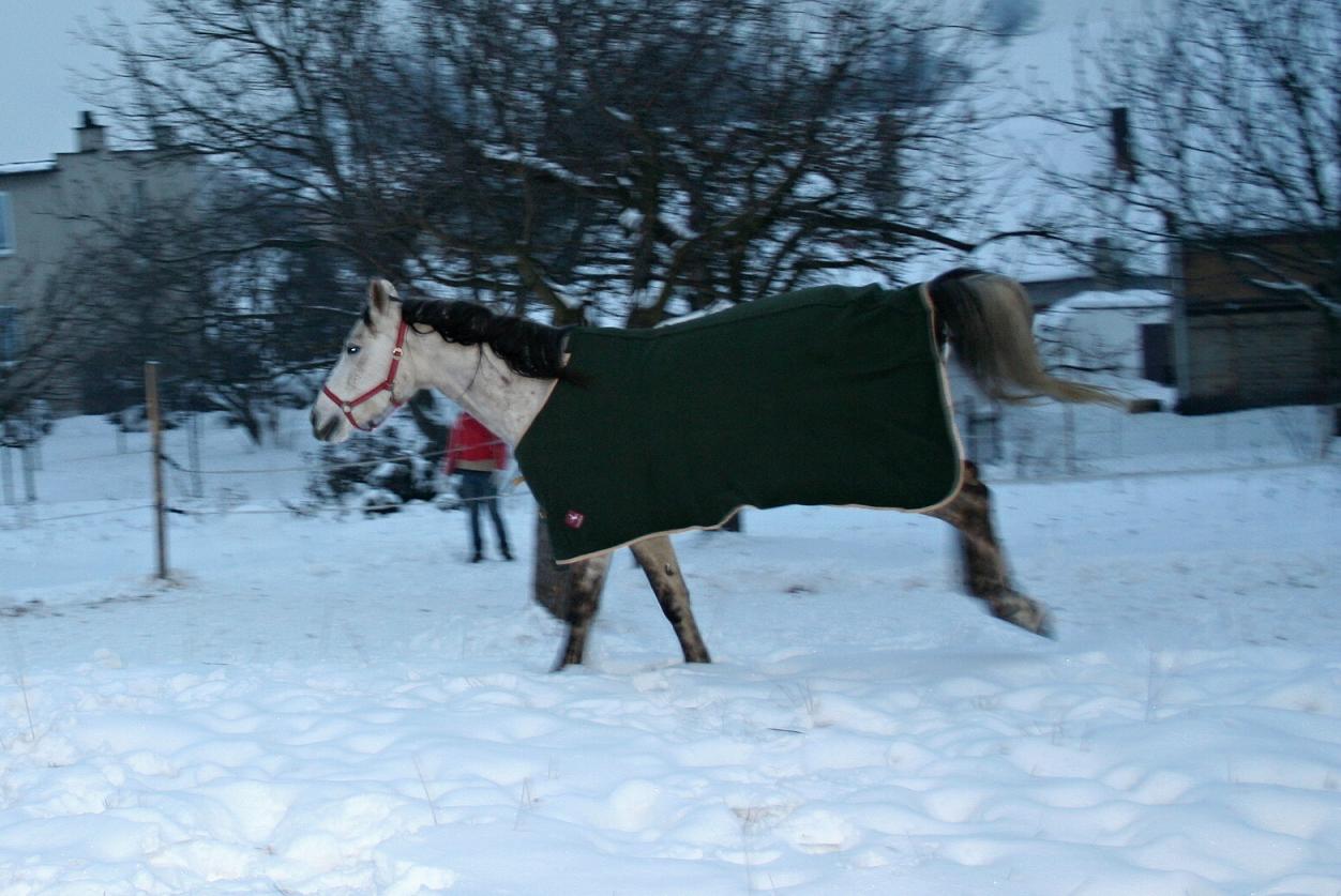 Jak ti divoši...