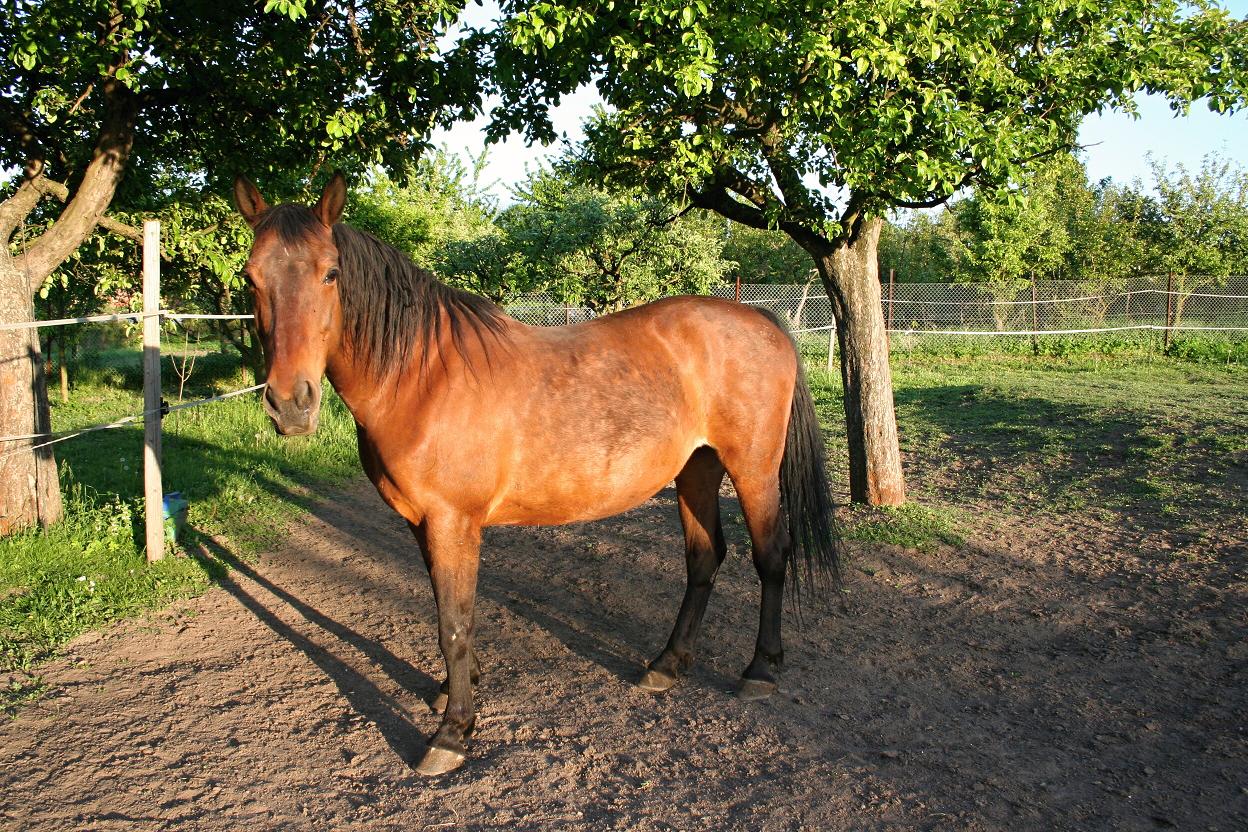 Koníci květen 2011 002