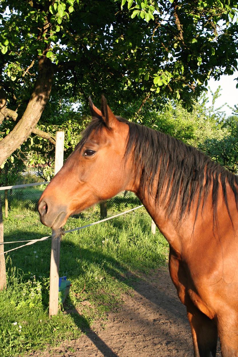 Koníci květen 2011 006