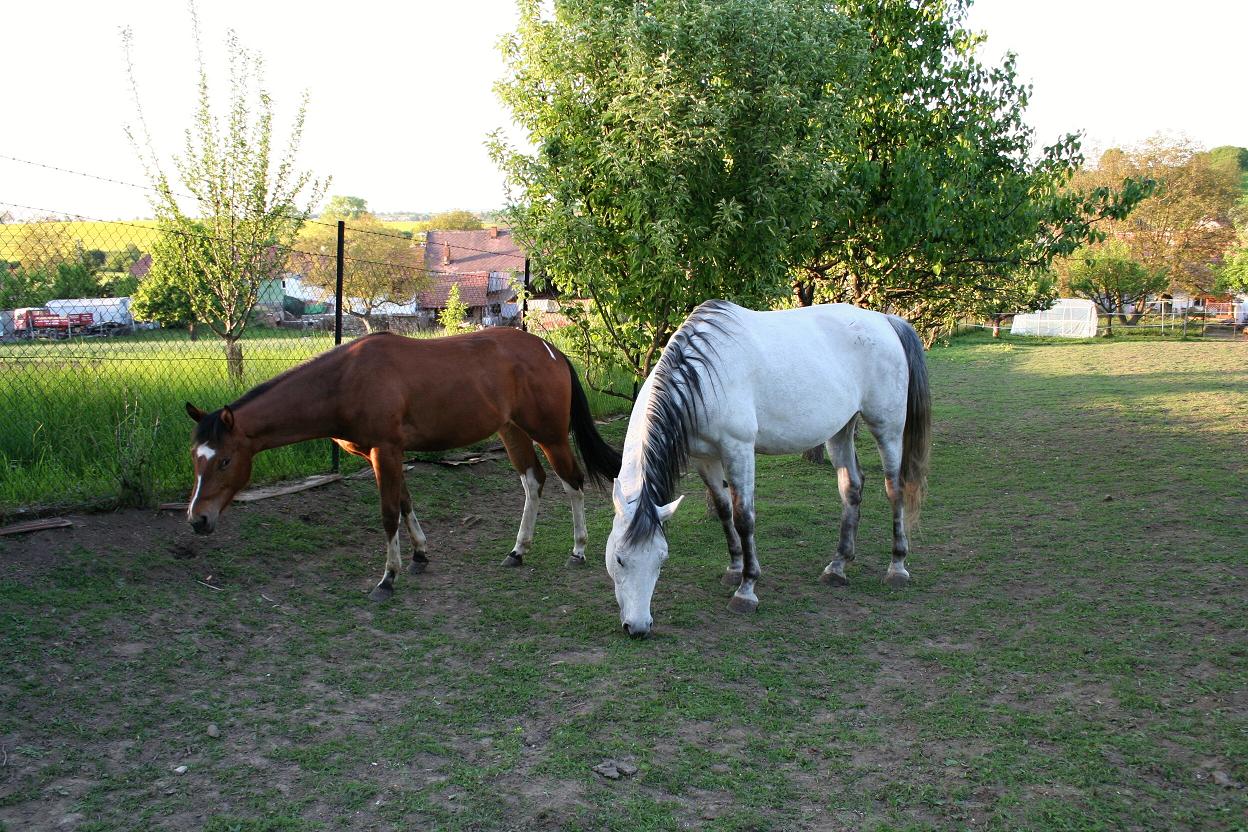 Koníci květen 2011 027