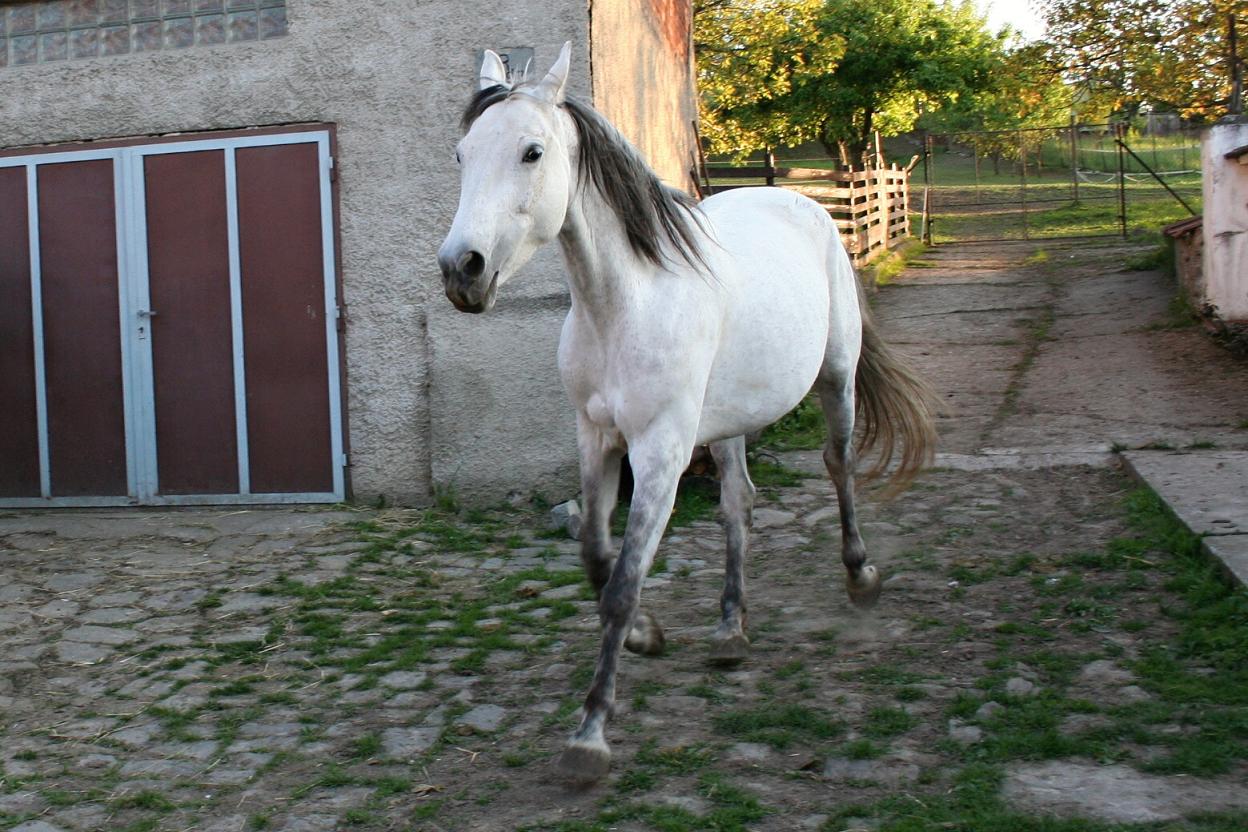 Koníci květen 2011 047