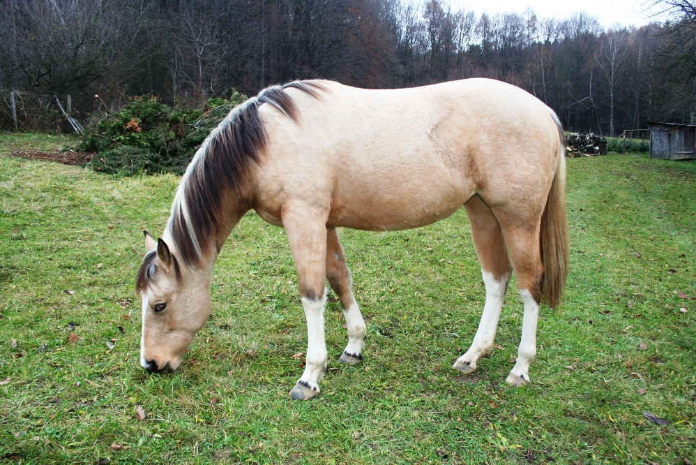 Saj 001