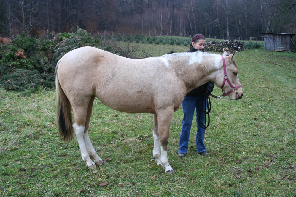 Saj 006
