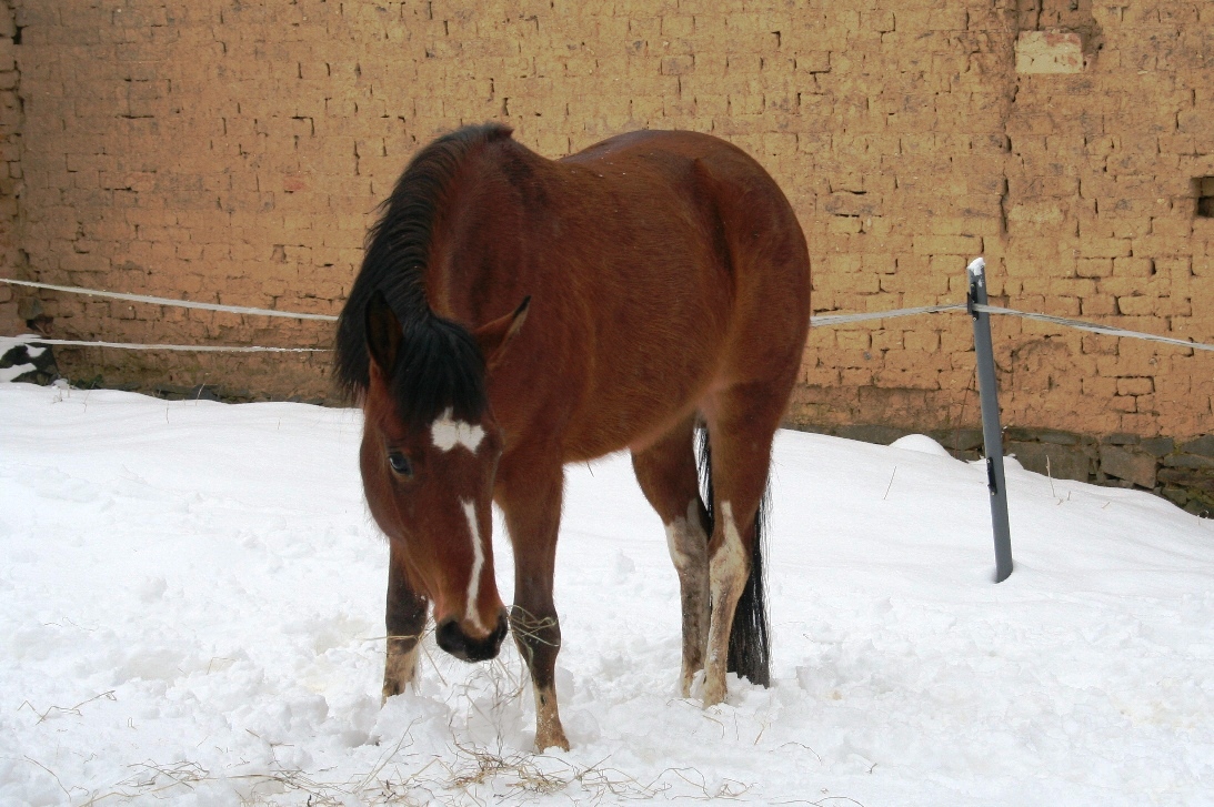 Koníci únor 2013 006