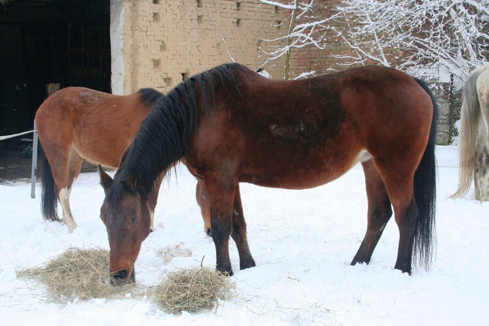 Koníci únor 2013 013