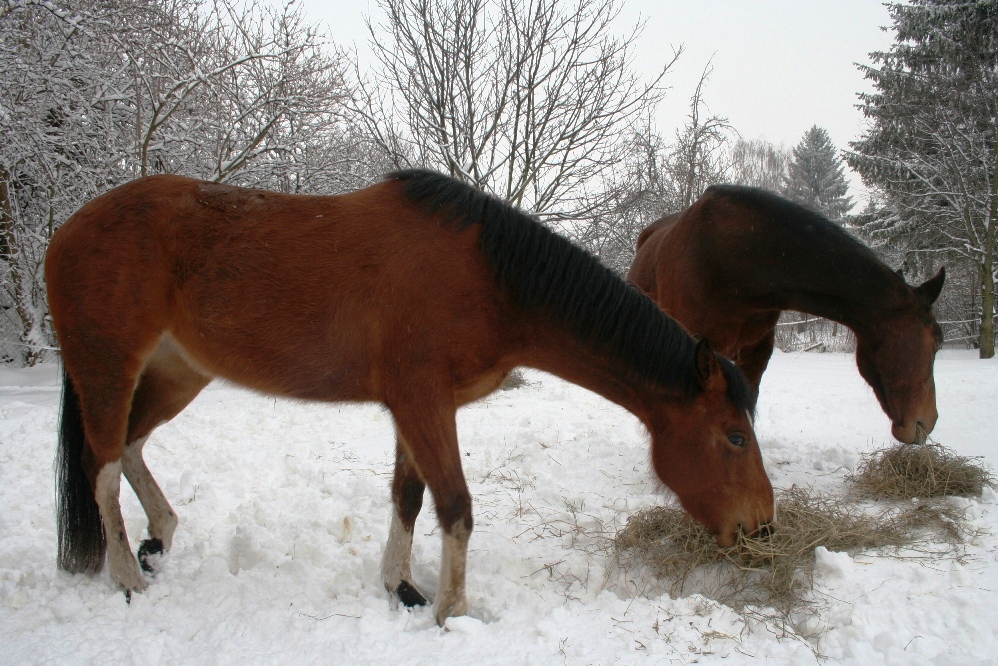 Koníci únor 2013 016