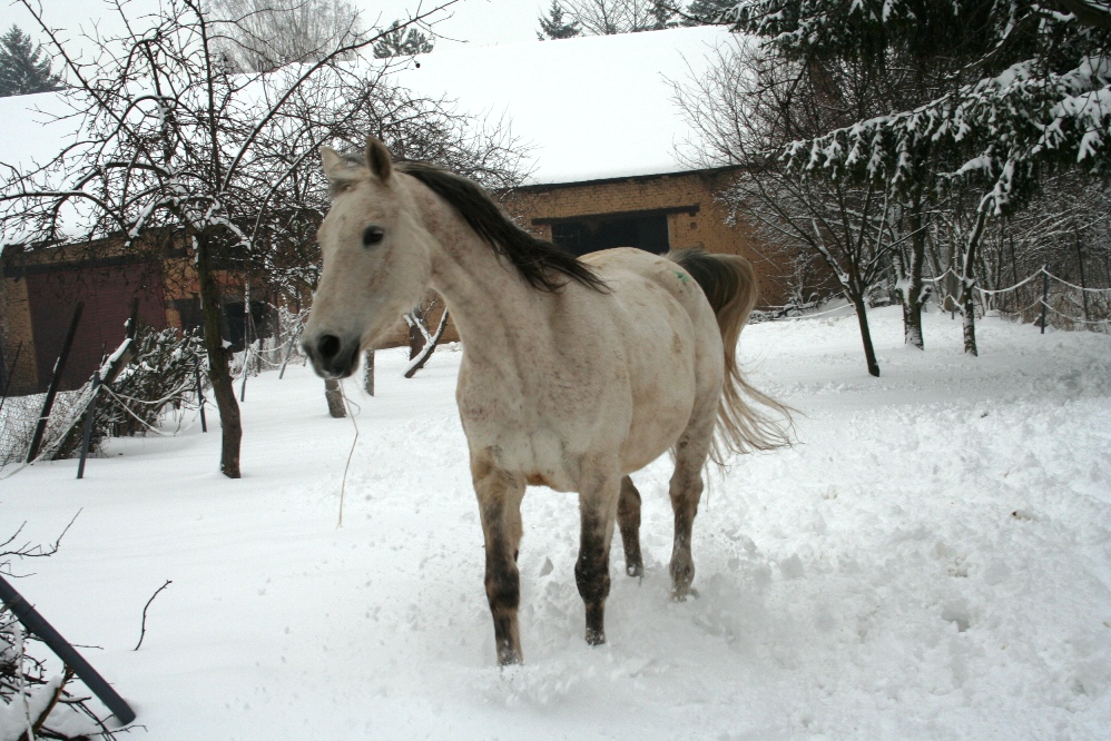 Koníci únor 2013 031